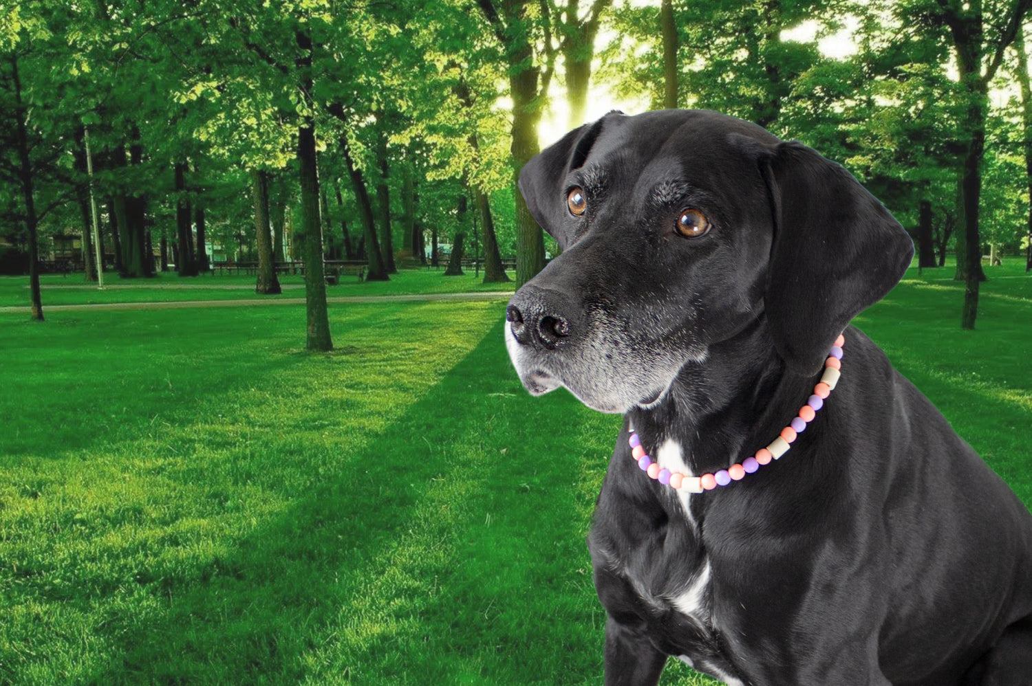 Das Keramikhalsband gegen Zecken sieht schick aus an Hunden.