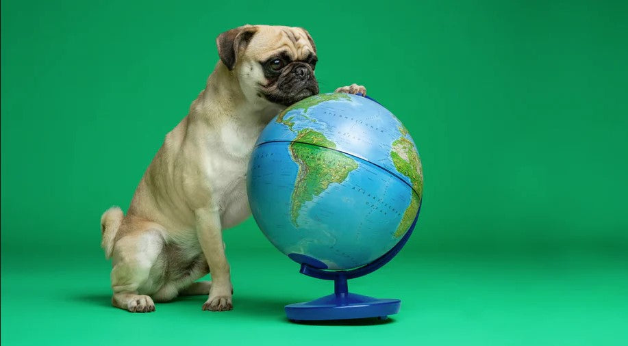 Auch Hundebesitzer können ihren Beitrag für die Umwelt mit diversen Maßnahmen leisten.