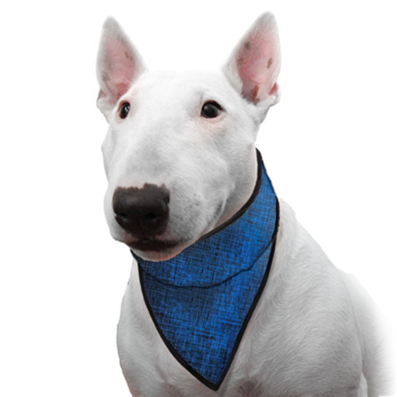 AQUA COOLKEEPER | Kühlendes Halsband-PetsFinest