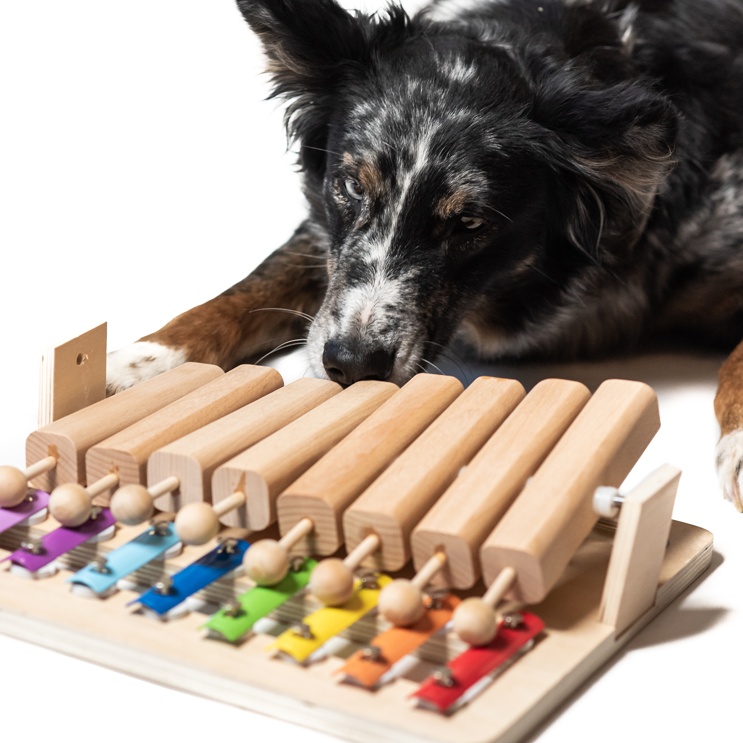 My Intelligent Pets | Pets Piano-PetsFinest