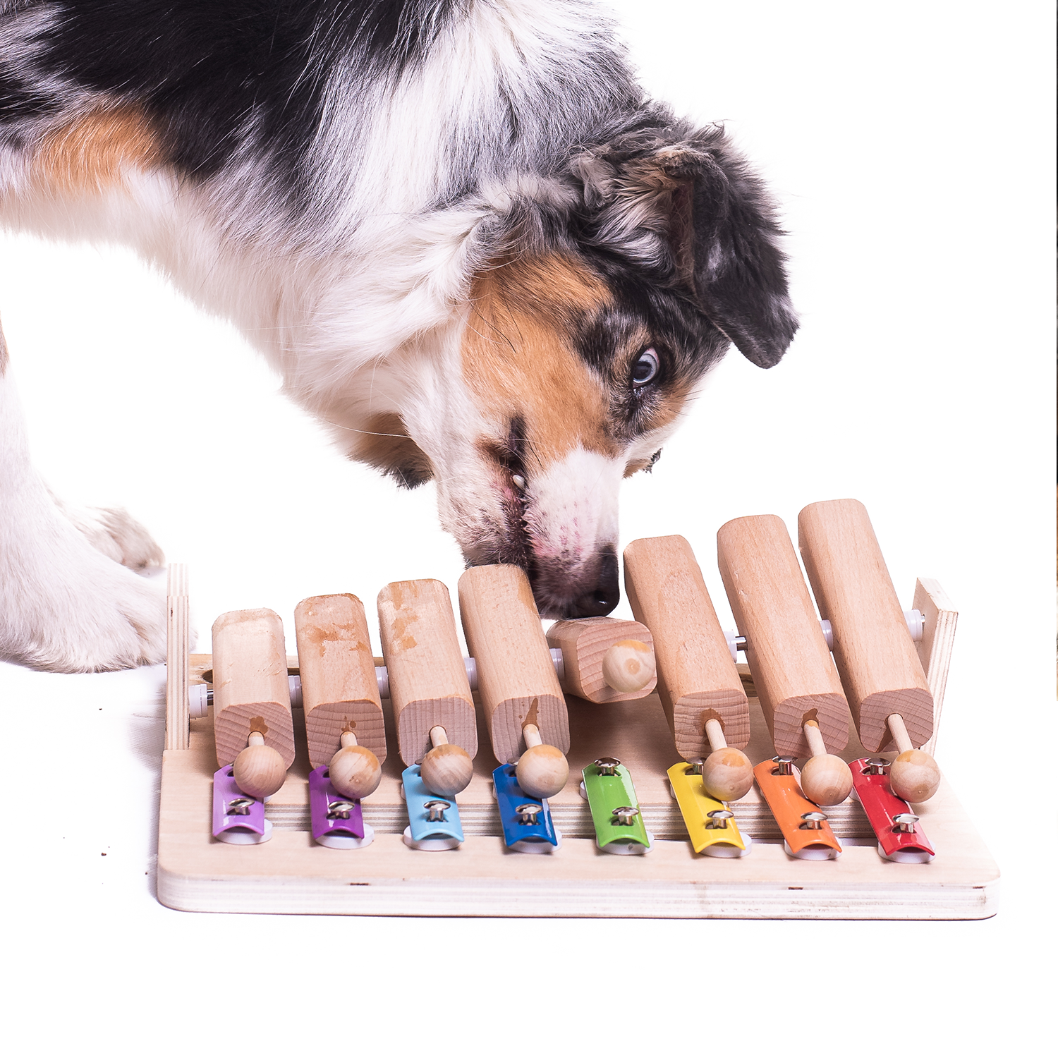 My Intelligent Pets | Pets Piano-PetsFinest