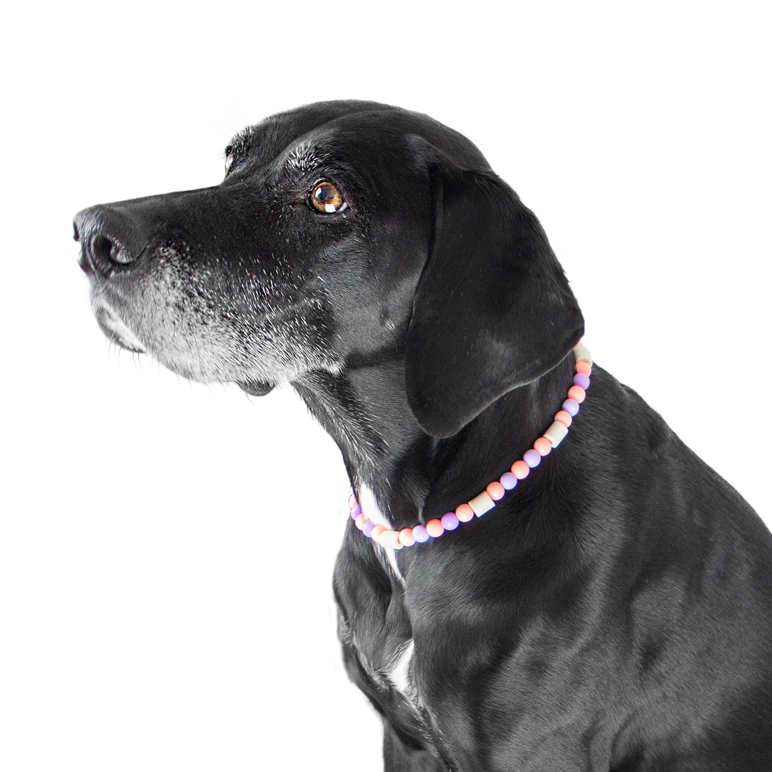 PetsFinest | EM-KeramikKette Zeckenkette rosa-lila-PetsFinest