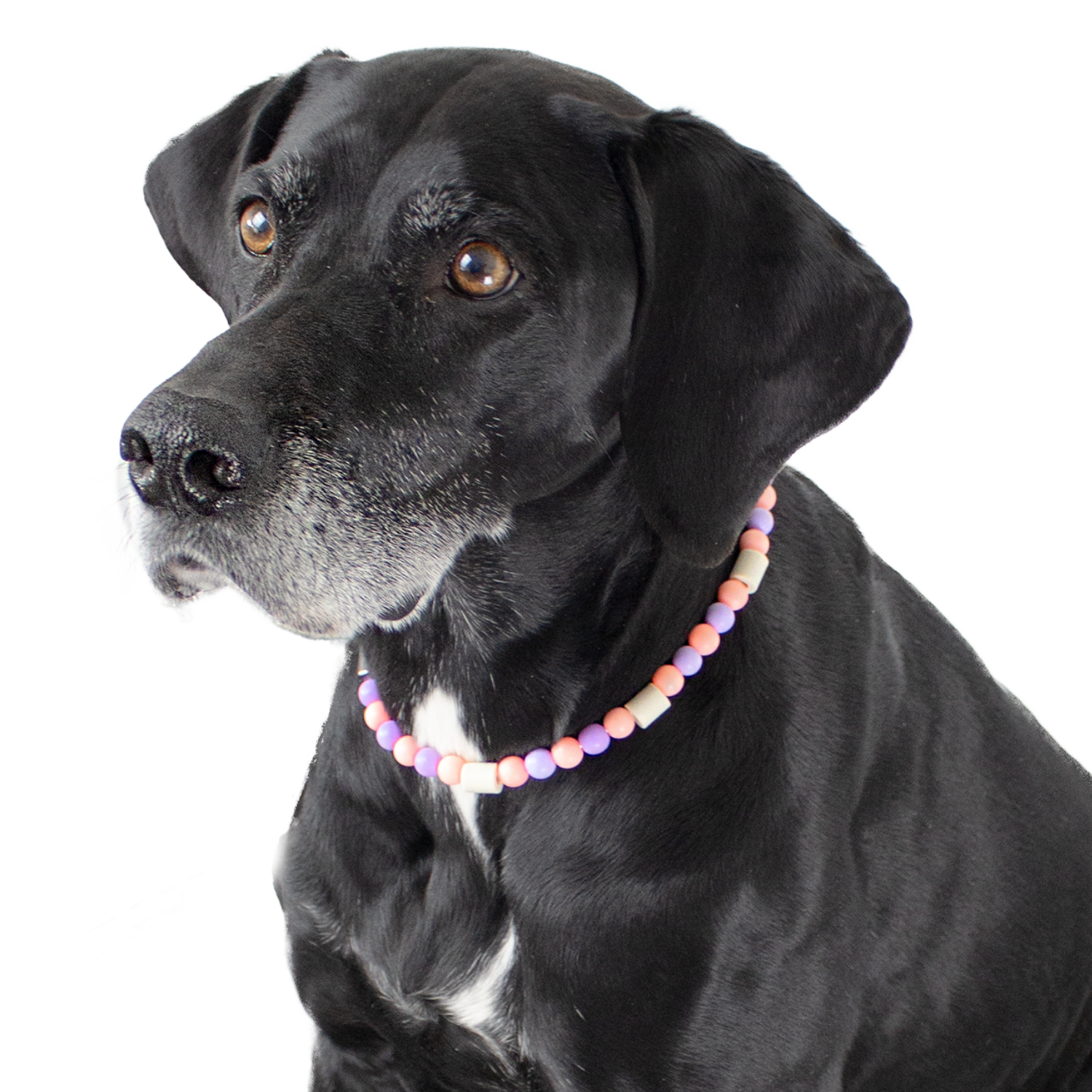 PetsFinest | EM-KeramikKette Zeckenkette rosa-lila-PetsFinest