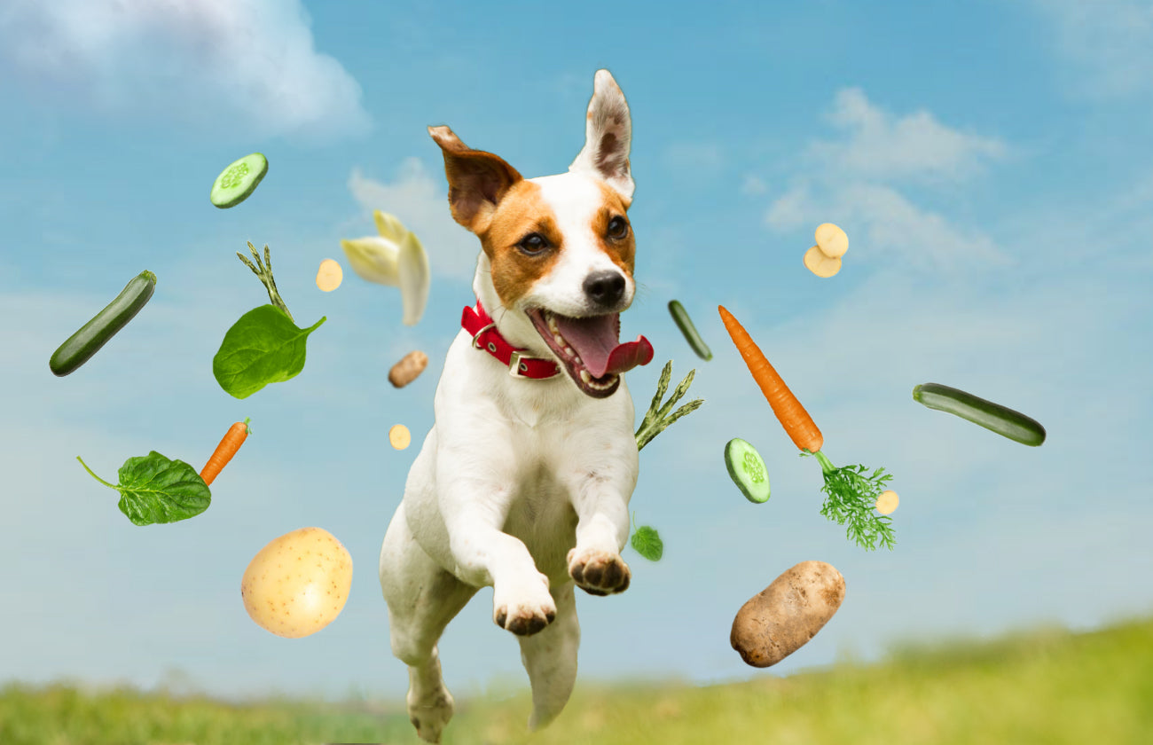 Ein glücklicher Hund dank biologischer Ernährung mit veganem Ergänzungsfutter..