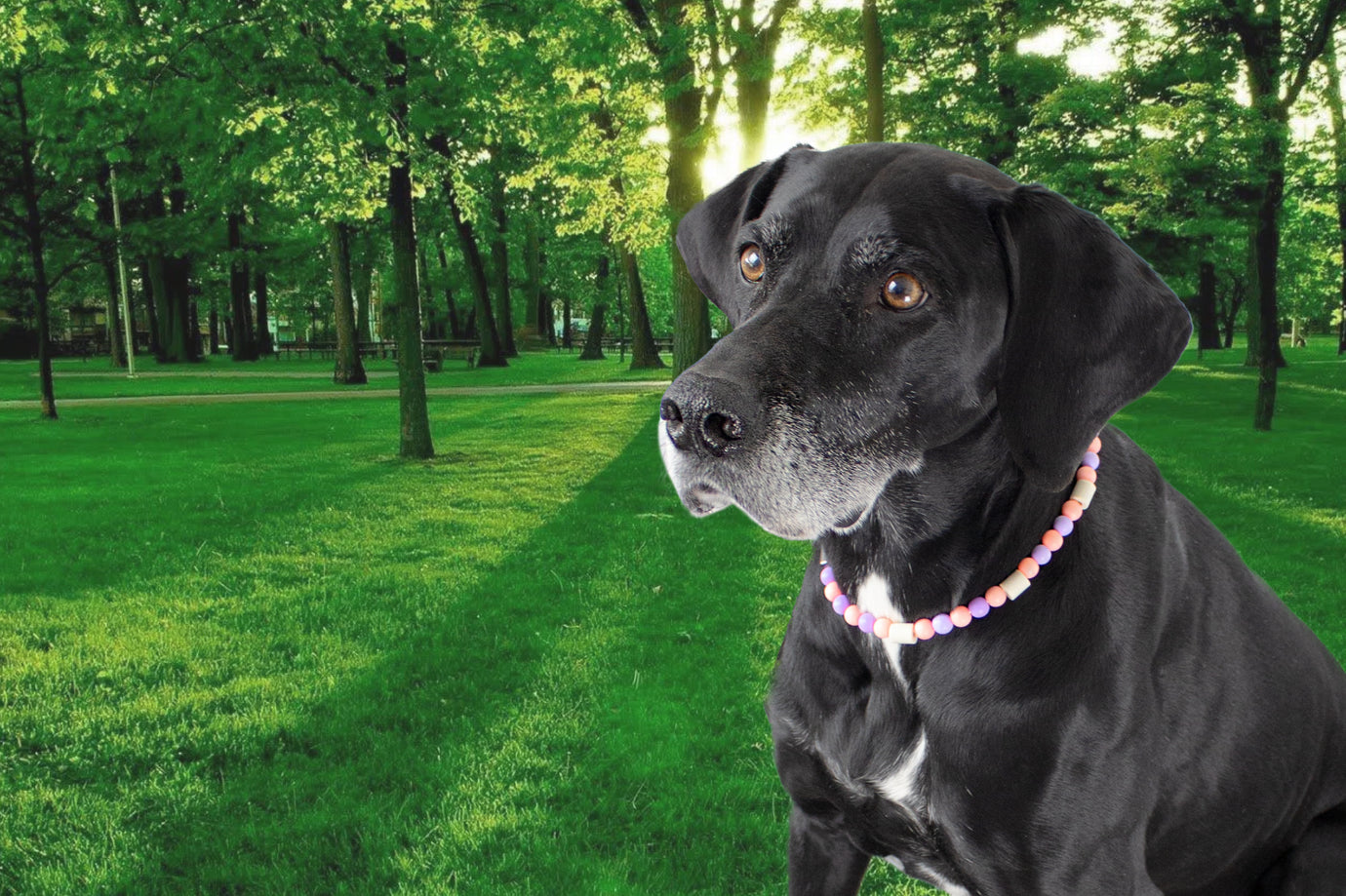 Das Keramikhalsband gegen Zecken sieht schick aus an Hunden.