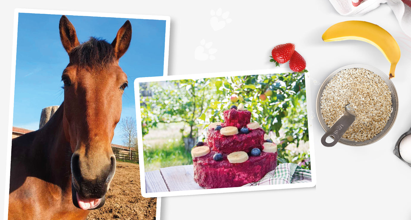 Erdbeer-Bananen-Torte für Dein Pferd