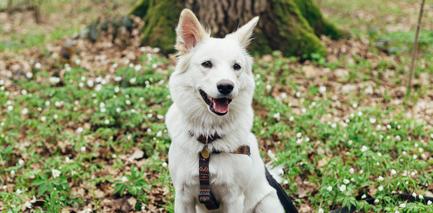 Ein glücklicher Hund im Frühling, dessen Fell sich im Jahreszeitenwechsel verändert.