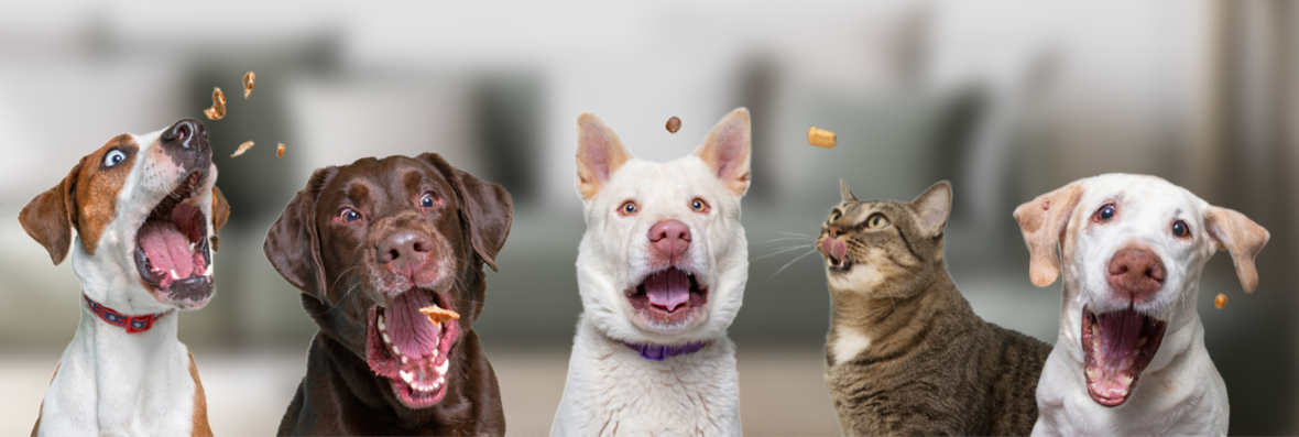 Die bei Petsfinest erhältlichen Hundeleckerlis sind gesund und bringen Deinem Vierbeiner gute Laune!