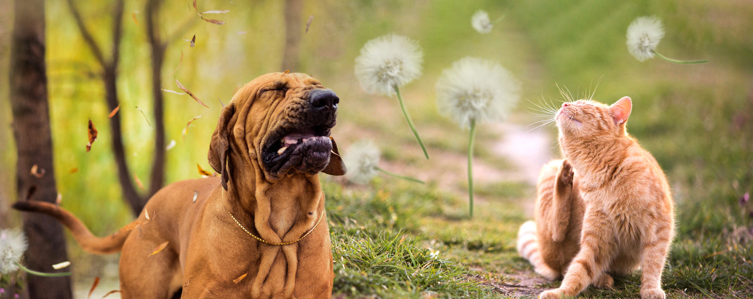 Pollenallergie bei Hund und Katze