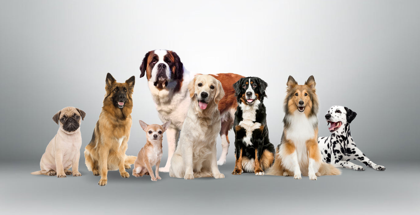 Typisch Rassehund? – rassespezifische Erkrankungen bei Hunden