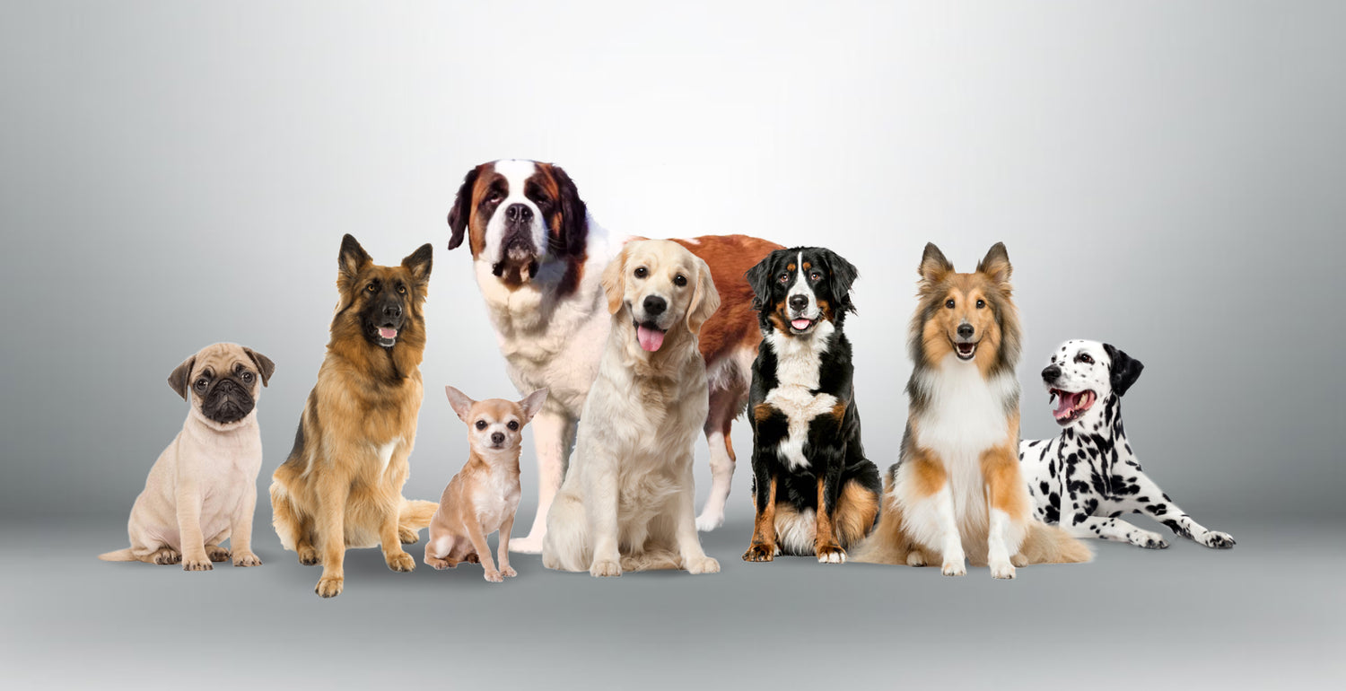 Die verschiedenen Hunderassen haben Tendenzen zu verschiedenen Krankheiten.