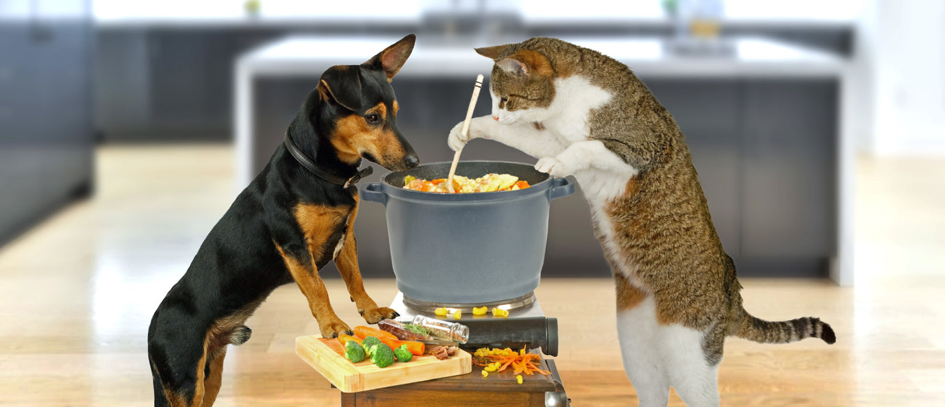 Hunde und Katzen lieben Hühnersuppe.