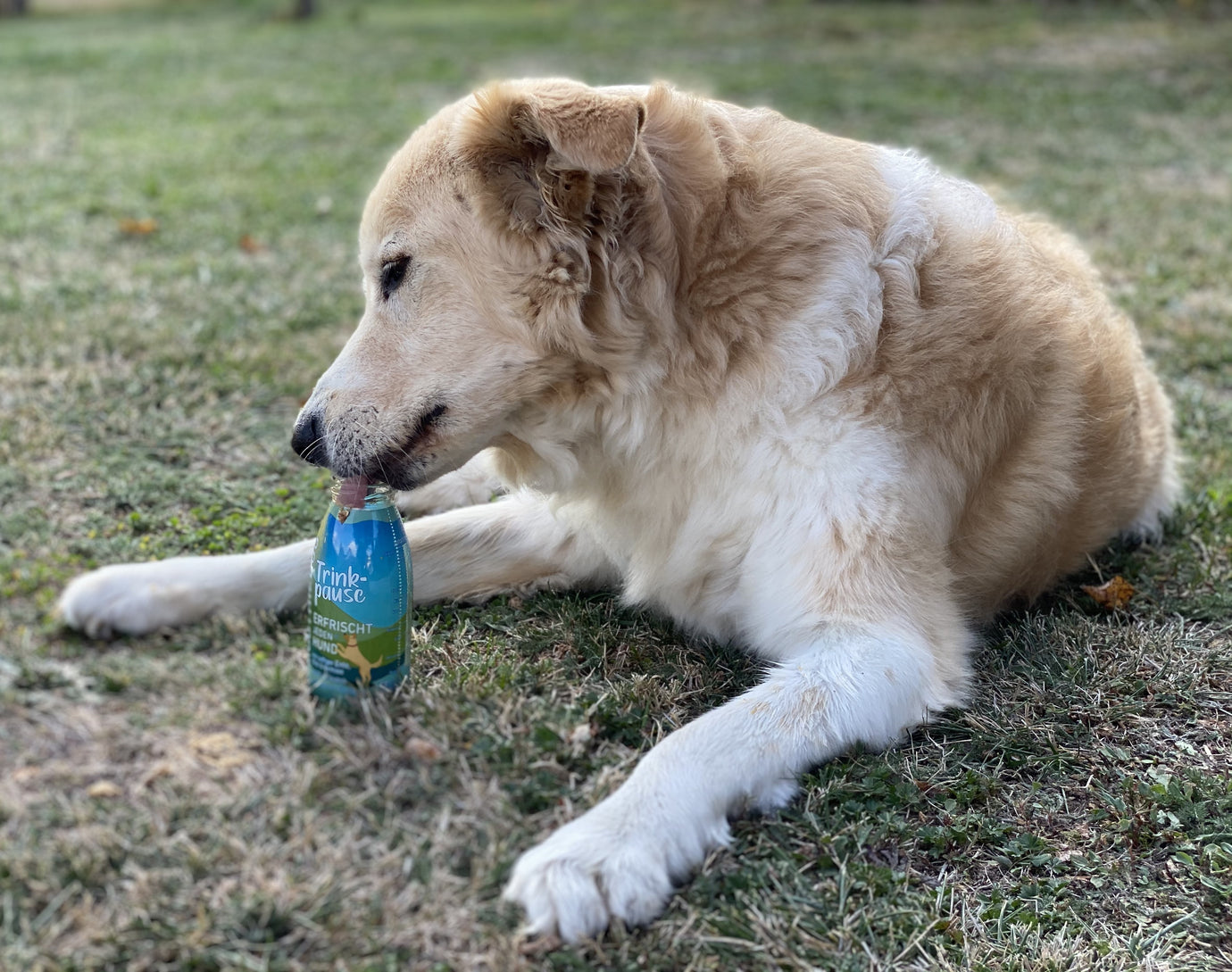 Smoothies für Hunde sind beliebt.