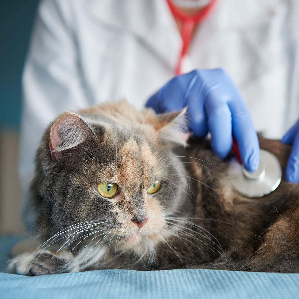 Tierarztbesuch mit Katze